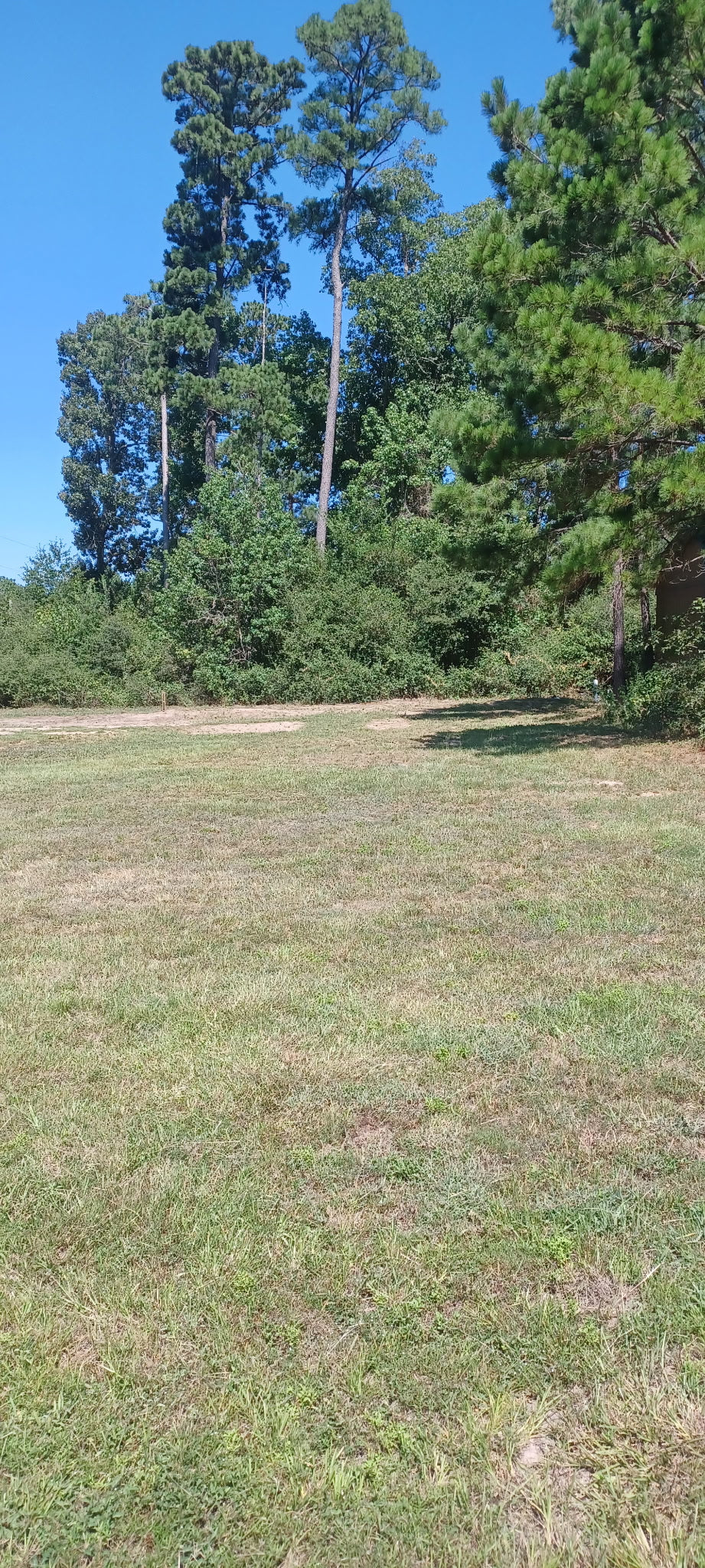 A grassy field with tall pine trees and a clear blue sky in the background.